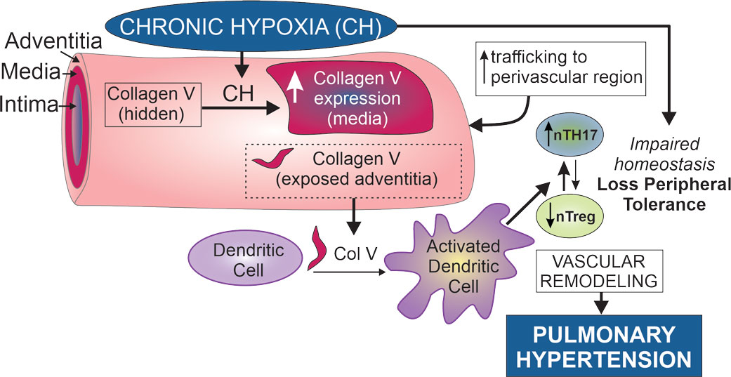 pulmonary hypertension caused by chronic hypoxia