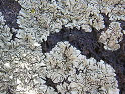 lichens on basalt