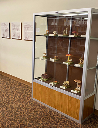 Image of two glass display cases in the Health Sciences Library. Inside the cases are a variety of mushroom models.