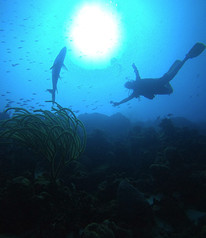 silhouette of Cait Goss scuba diving near a large fish