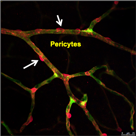 tế bào pericyte