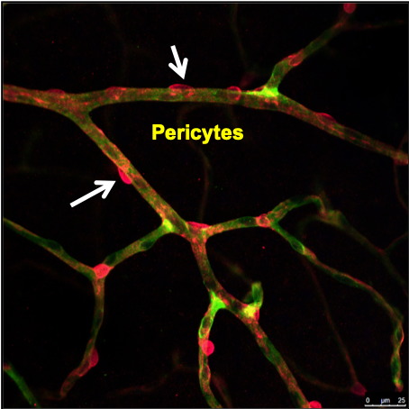 péricytes