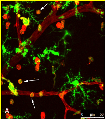 pericytes