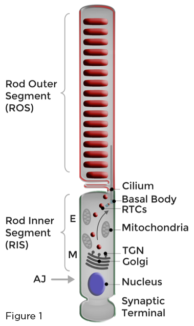 ros-Figure-1