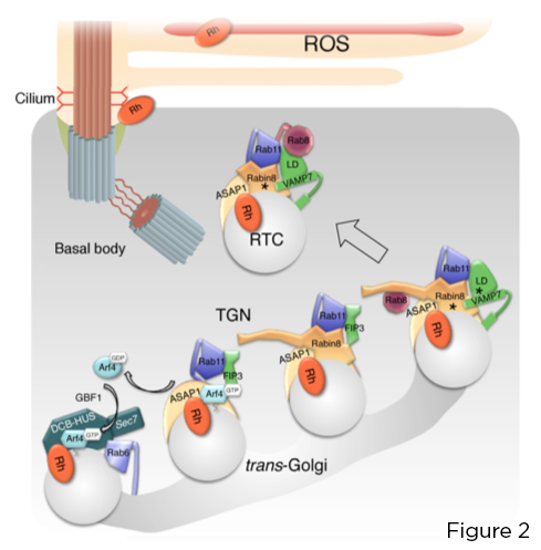 ros-figura-2