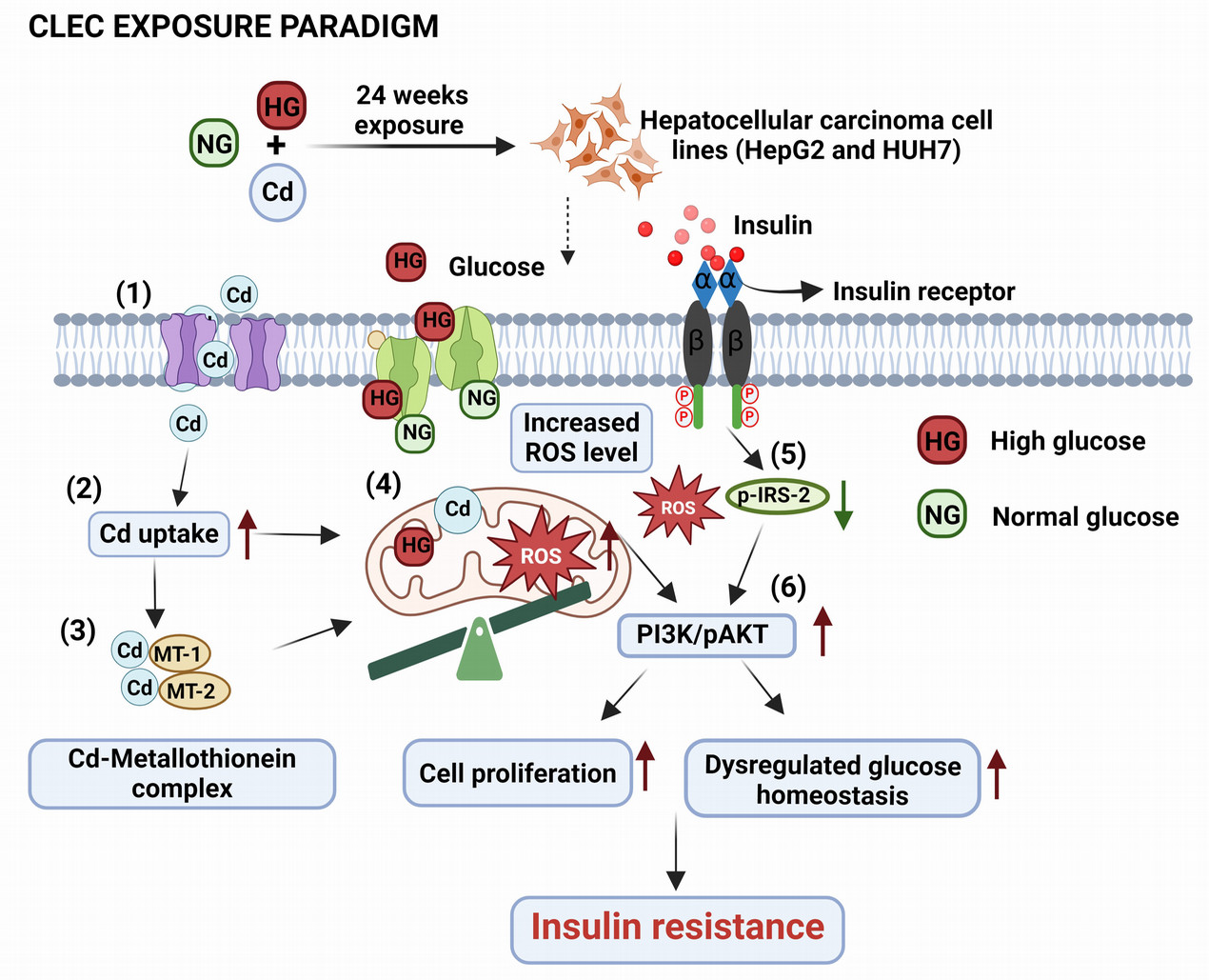 CLEC exposure model developed  in the Gullapalli lab