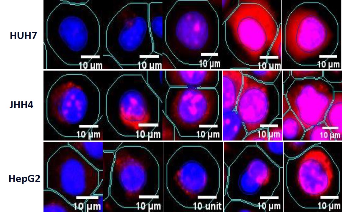 Cd induced ROS species generation protocol 