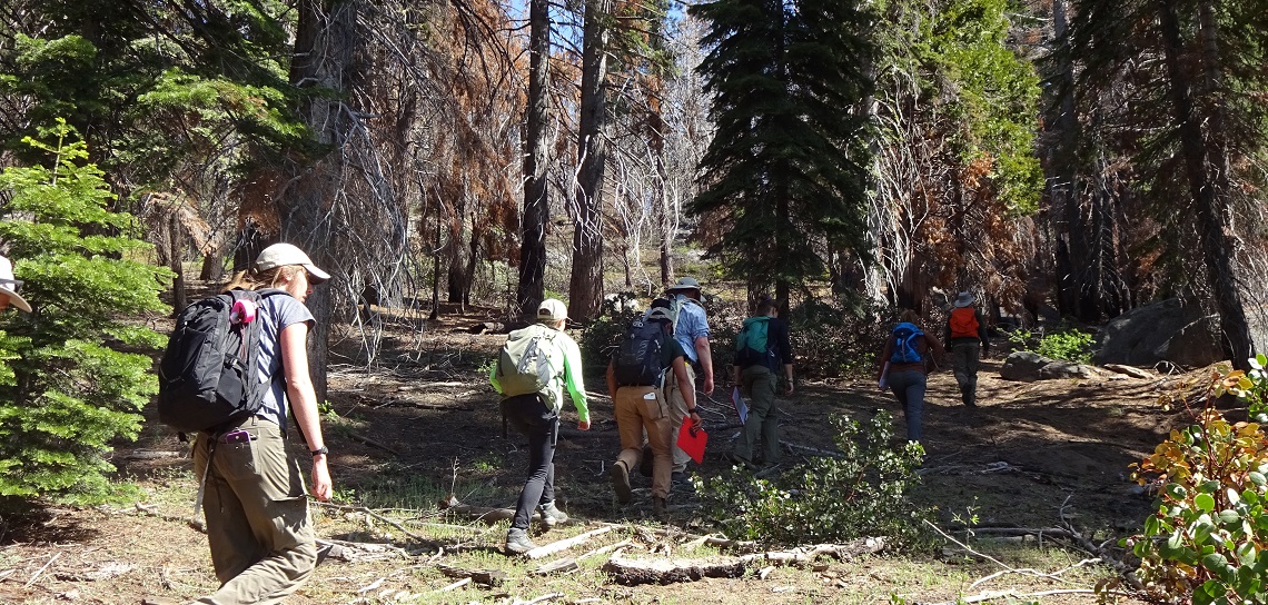 Um grupo de caminhantes caminhando por uma floresta do Novo México