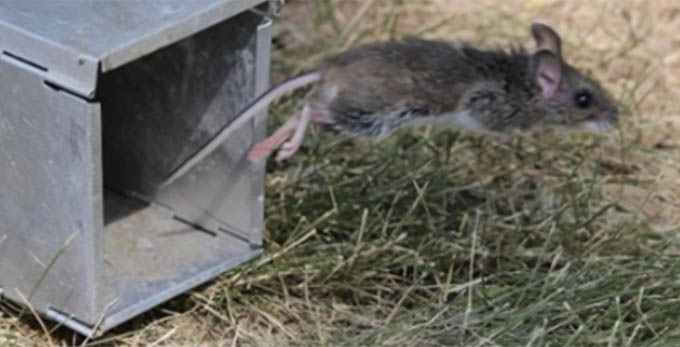 La miniatura es una rata que se libera de una trampa. El cartel es un equipo de investigación.