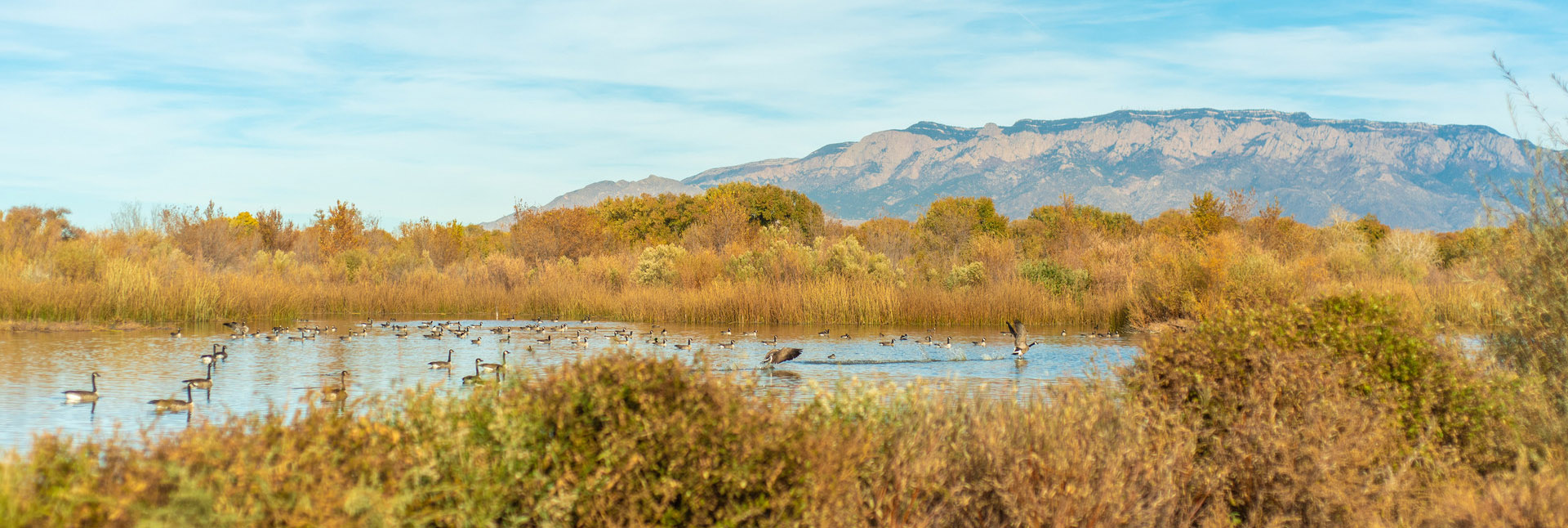 The Rio Grande bosque with the Sandia Mountains in the background