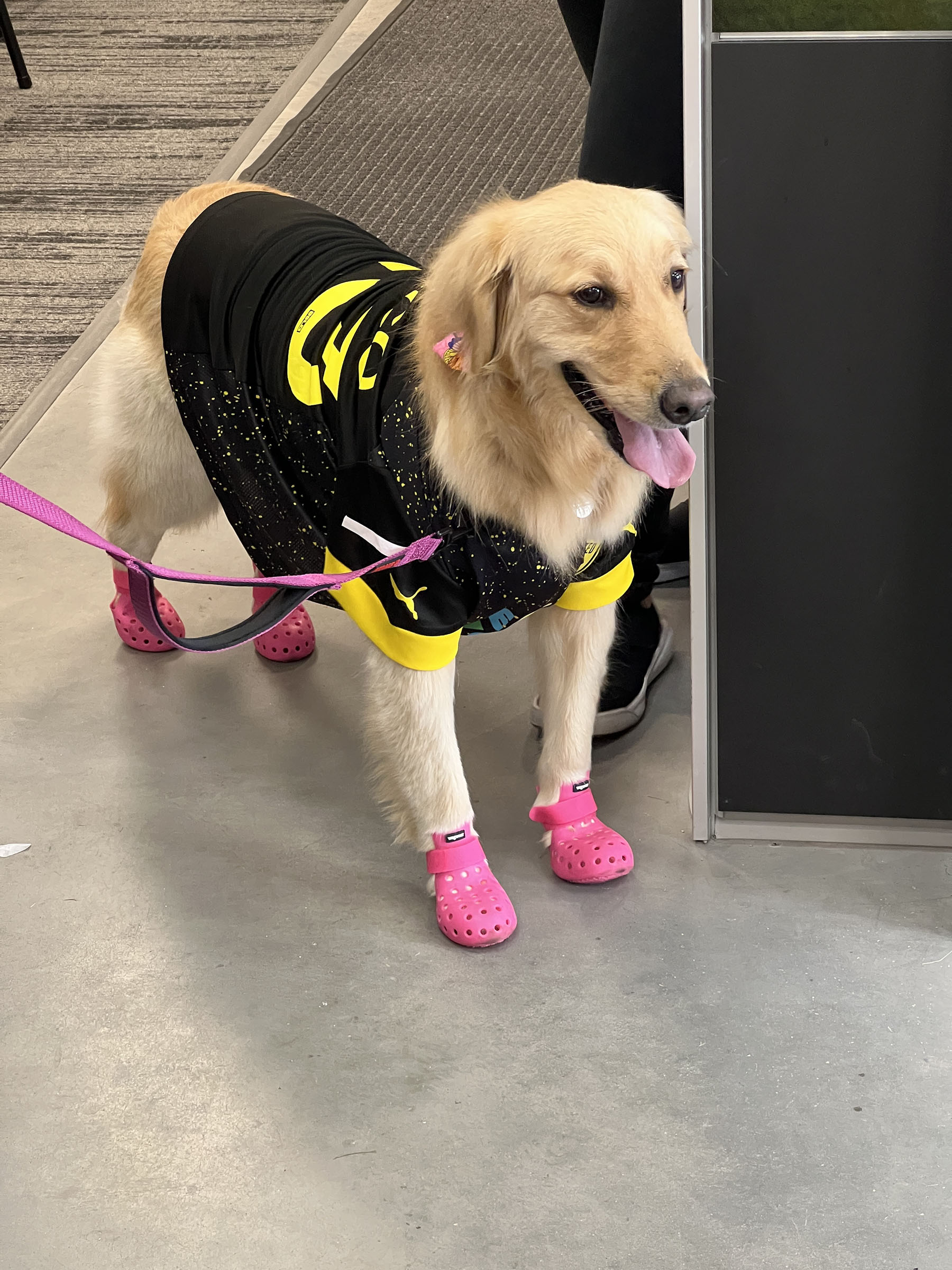 Choco 狗，金色拉布拉多犬，穿着黑色球衣和粉色 Crocs 鞋