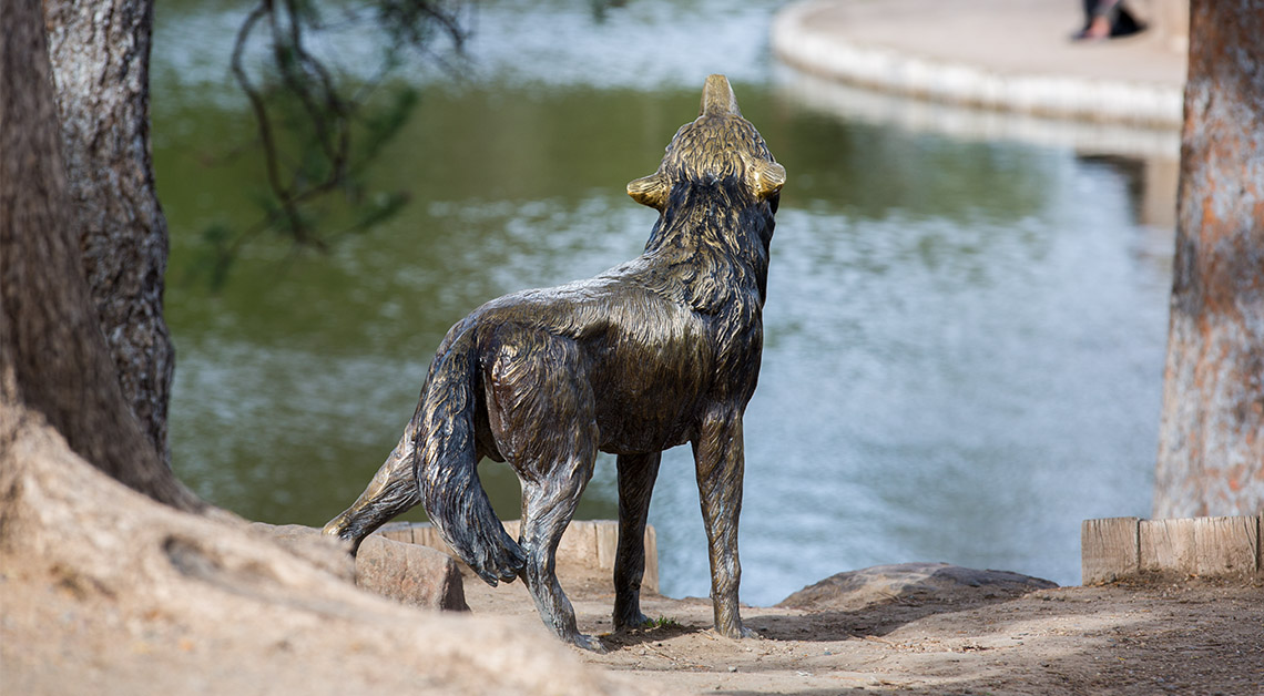 lobo at duck pond