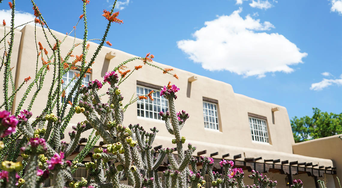 fleurs de cactus