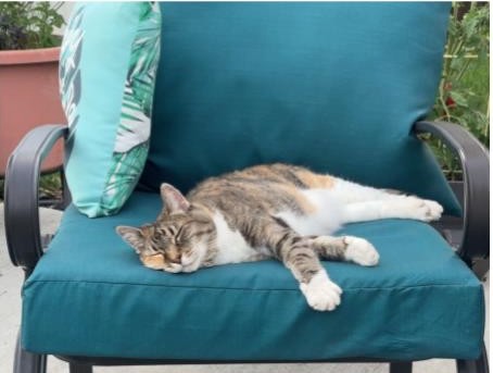 Arlene Grafel pet cat