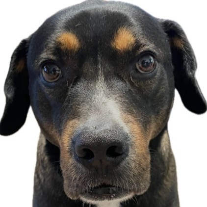Toro Ramirez pet dog