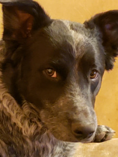 willy face